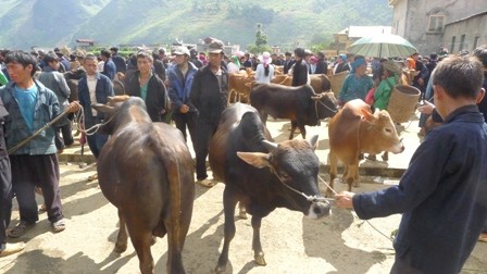Đặc sắc phiên chợ gia súc ở Mèo Vạc, Hà Giang - ảnh 3